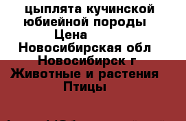 цыплята кучинской юбиейной породы › Цена ­ 100 - Новосибирская обл., Новосибирск г. Животные и растения » Птицы   